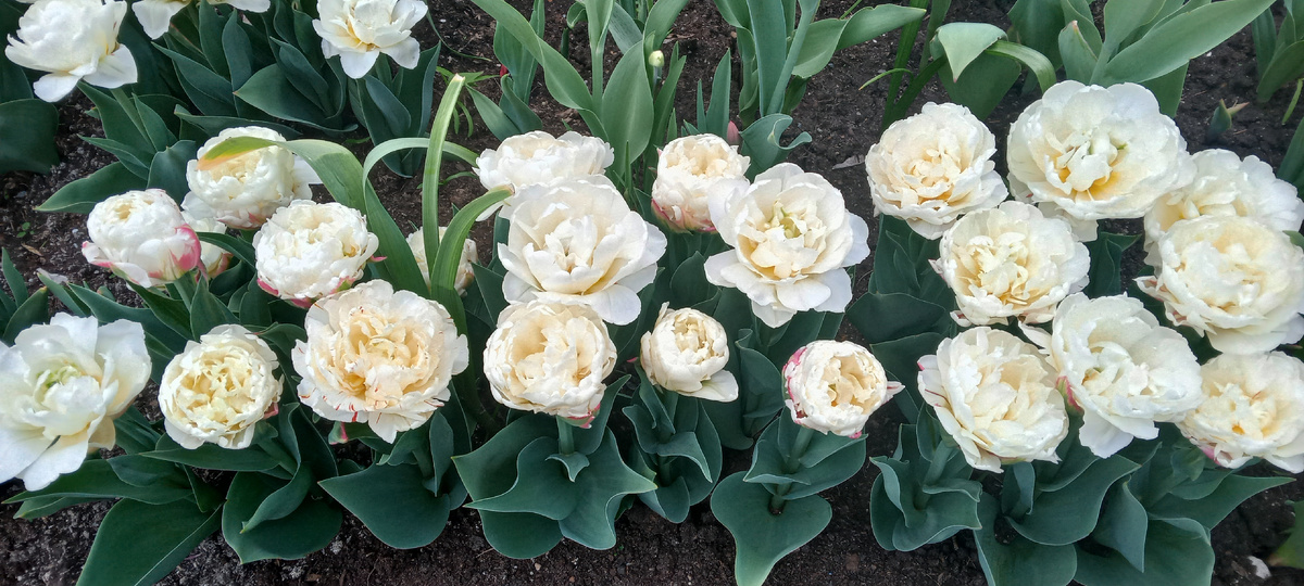 Интересные цветы, неужели - тоже тюльпаны?