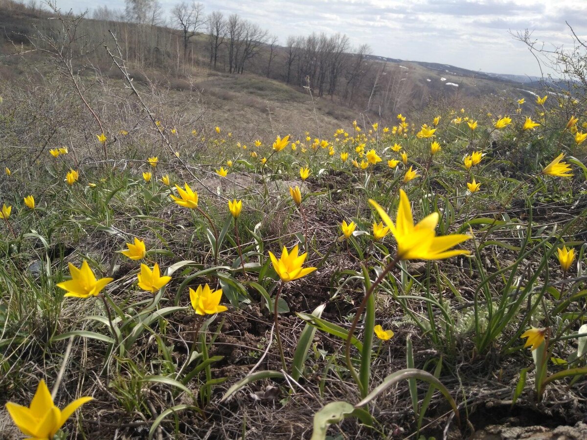 Это тюльпаны Шренка.