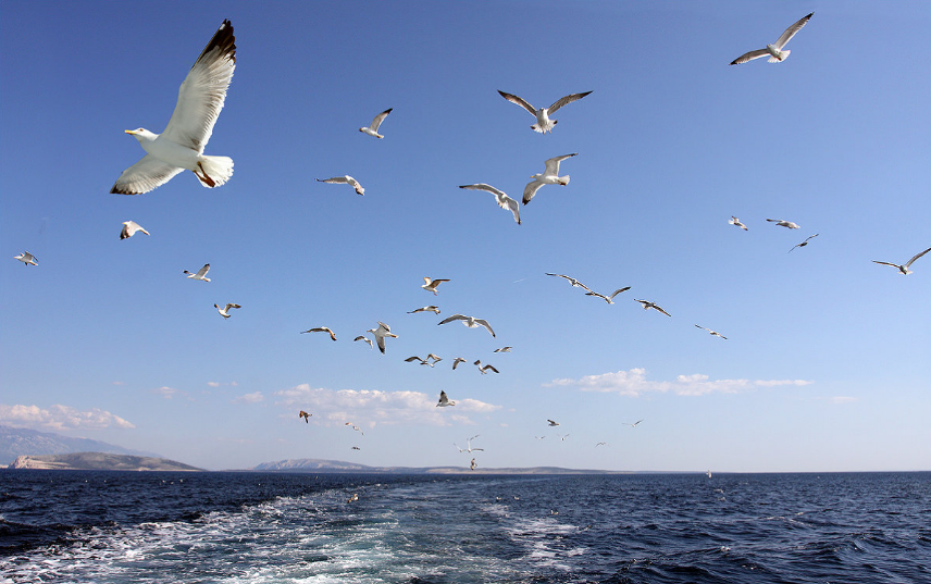 Лети птичка, лети!