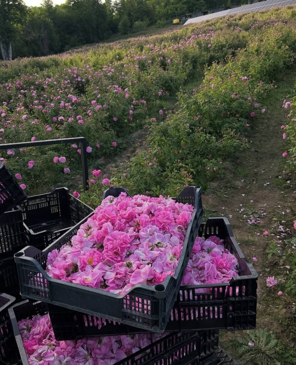 Дамасская роза Красная поляна