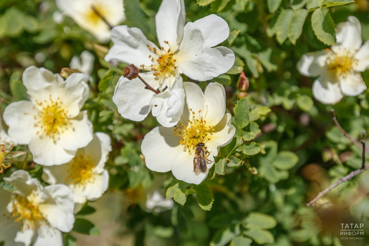 Фото: © Владимир Васильев / «Татар-информ»