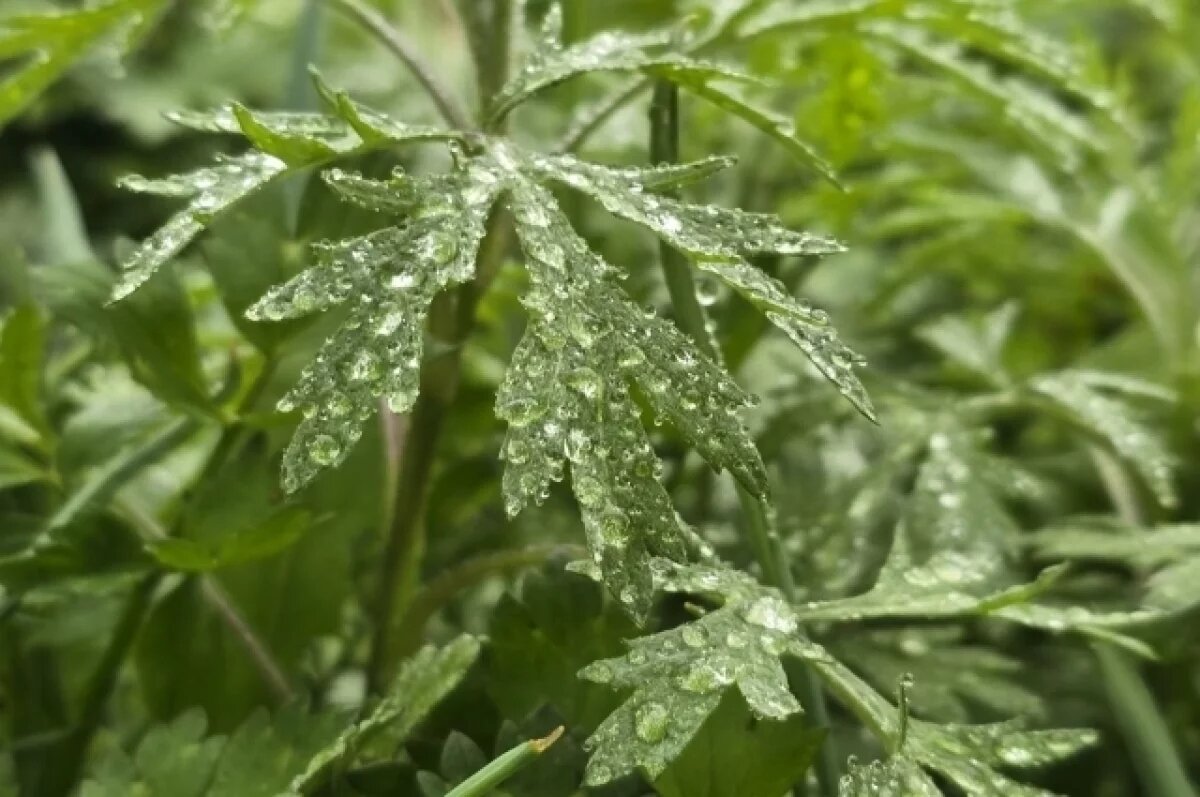    Народные приметы на 24 мая 2025: что нельзя делать в этот день