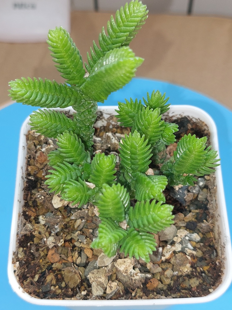 Крассула плауновидная 