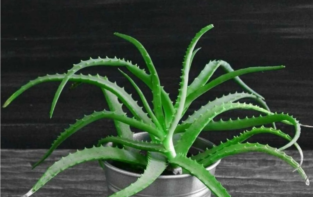 Узнали столетник?