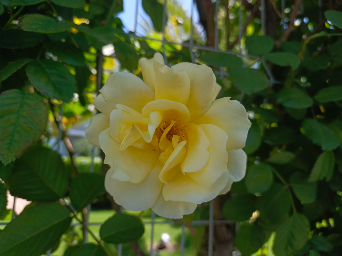 ФТ Сириус, Бульвар Надежд, май 2025 г.