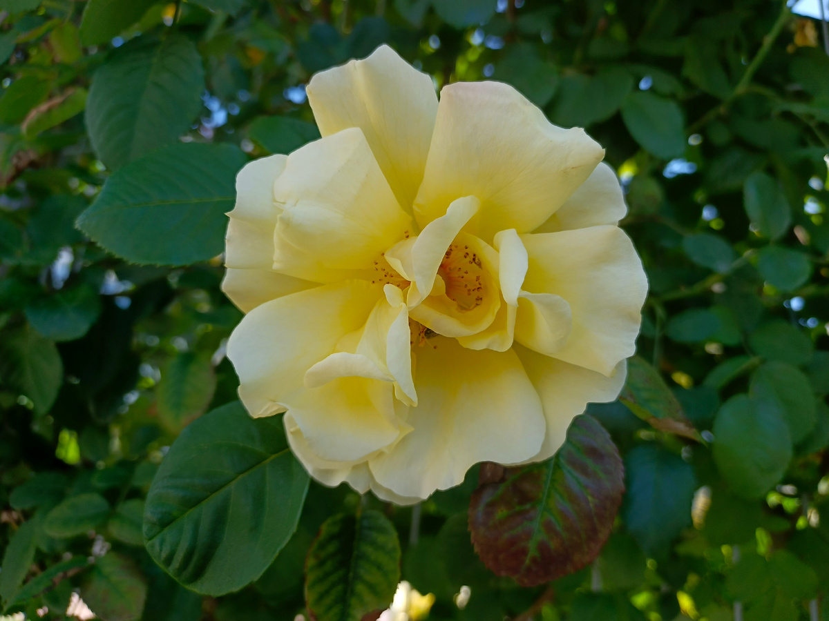 ФТ Сириус, Бульвар Надежд, май 2025 г.