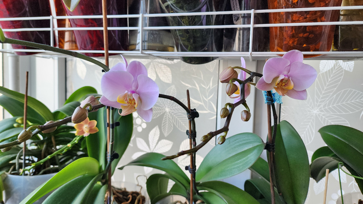 Смотрите, у меня близняшки🥰 Можете так?)))