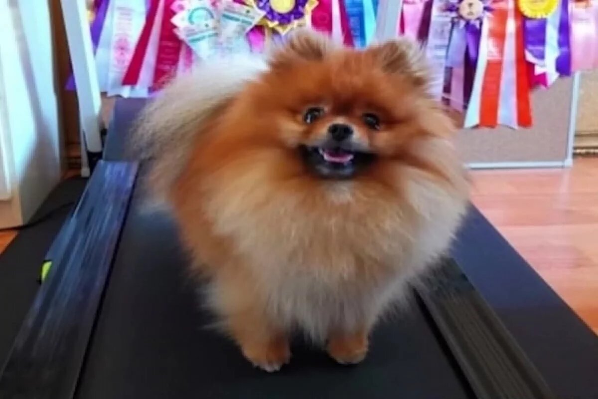    Шпиц-рекордсмен с Сахалина умер в самолёте S7