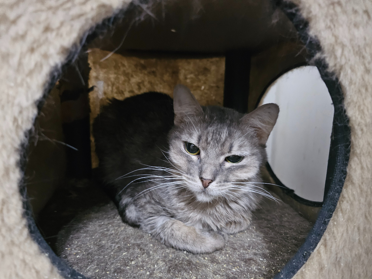 Серая, сейчас очень болеет