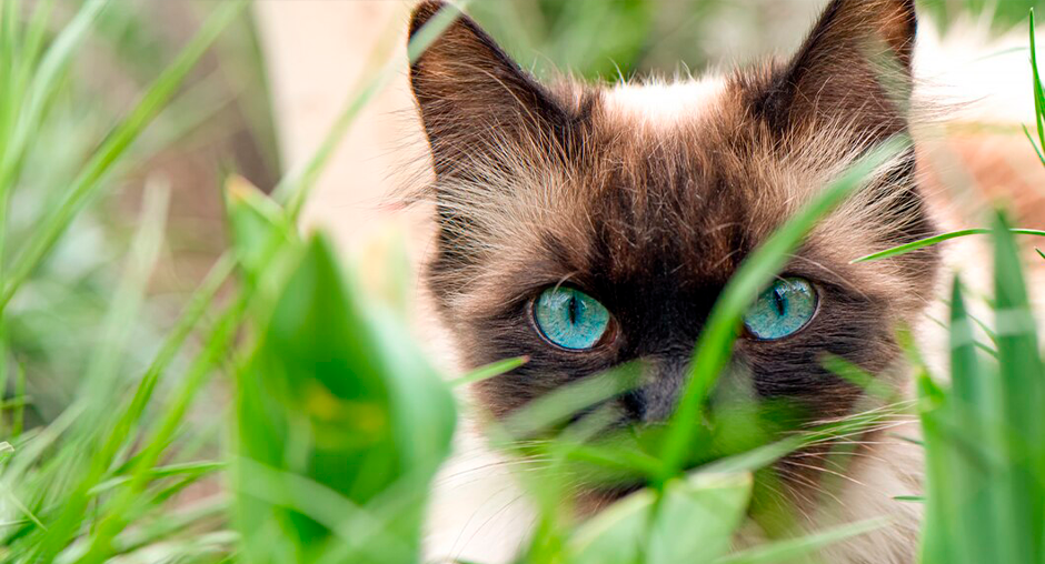 Фото: ЦОК АПК