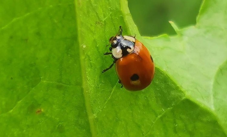    Цветочные полосы всего с 2 видами цветов обеспечивают на 70 процентов больше естественных врагов вредителей