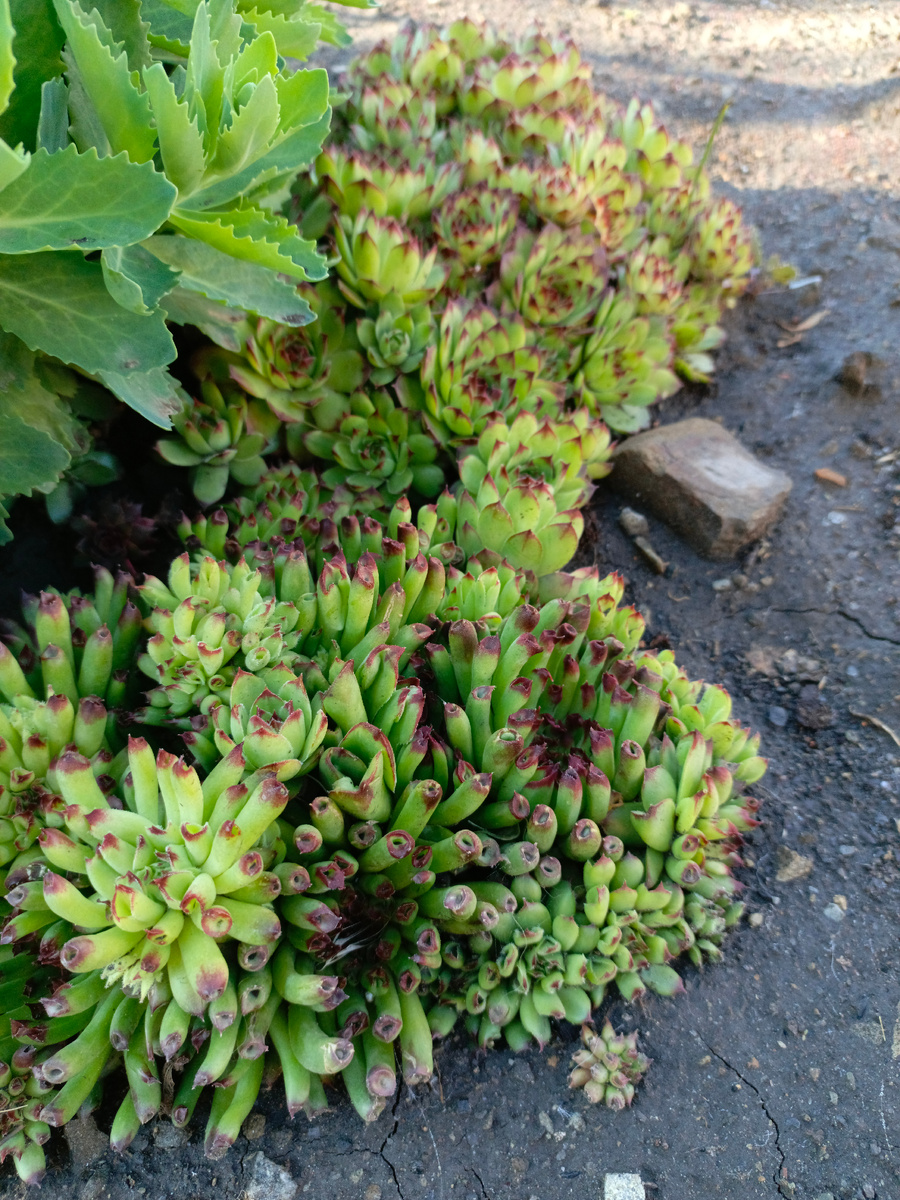 Уличный суккулент.