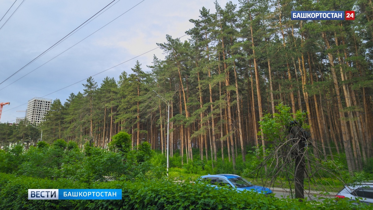    На 4° ниже нормы: Башгидромет дал прогноз погоды на выходные