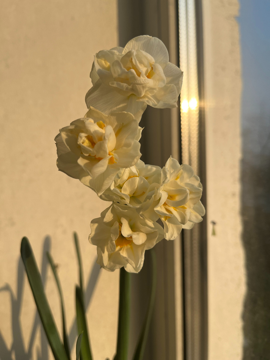 Narcissus Bridal Crown (Нарцисс Бридал Краун)
