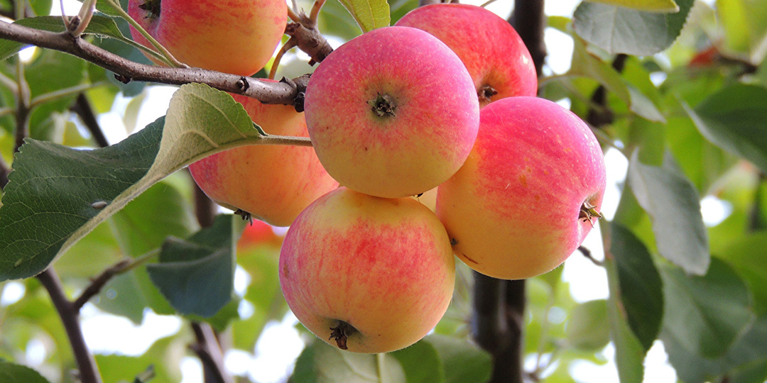 Подкормки для яблонь весной и летом: нальются как сказочные и парше сложнее станется