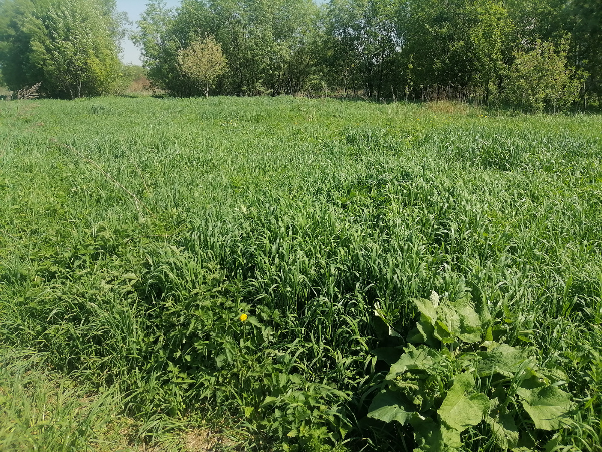 Шикарный луг. В детстве мы носились по такой траве и прятались в ней, нас не останавливала крапива или жучки-паучки. И даже родители, которые кричали вслед, чтоб мы не прикатывали траву, косить же будет невозможно 😄