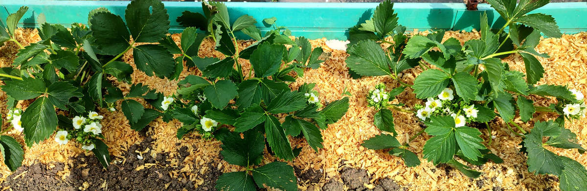 Жалко... клубника так хорошо цветёт и опять заморозки 🥲