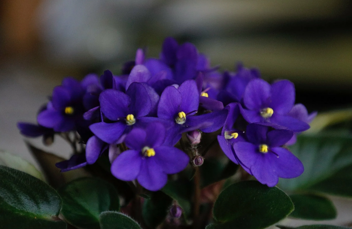 Из интернета.