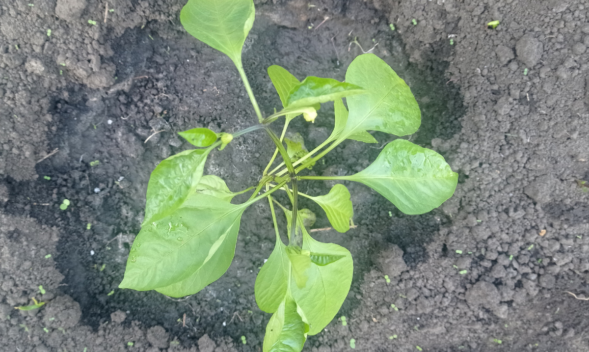 Перец сладкий