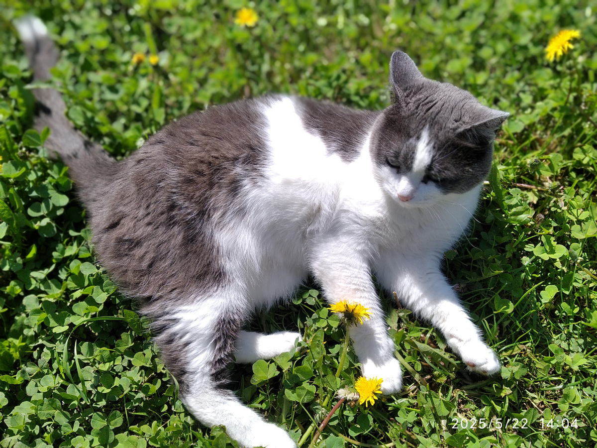 лежит и радуется на природе после драки, охранник терртории  (все фотографии мои) 
