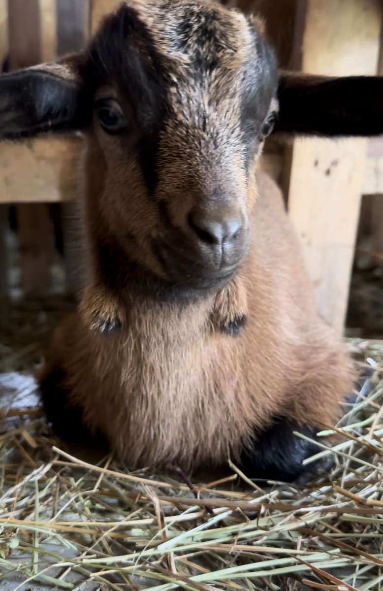 Ромашкина козочка, ей 3 недели. 