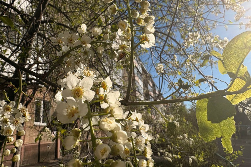    Фото: Прецедент