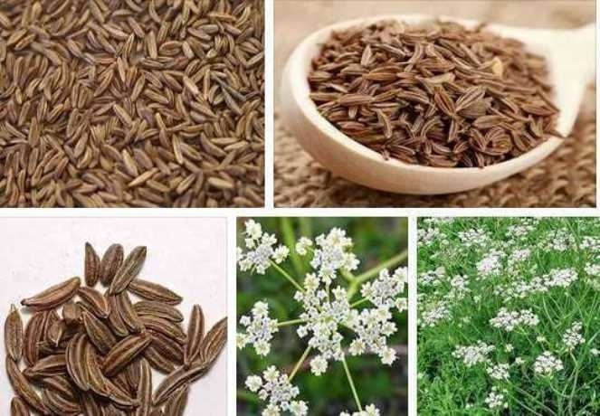 Гицрули - горный тмин. ну, или то, что за него выдают