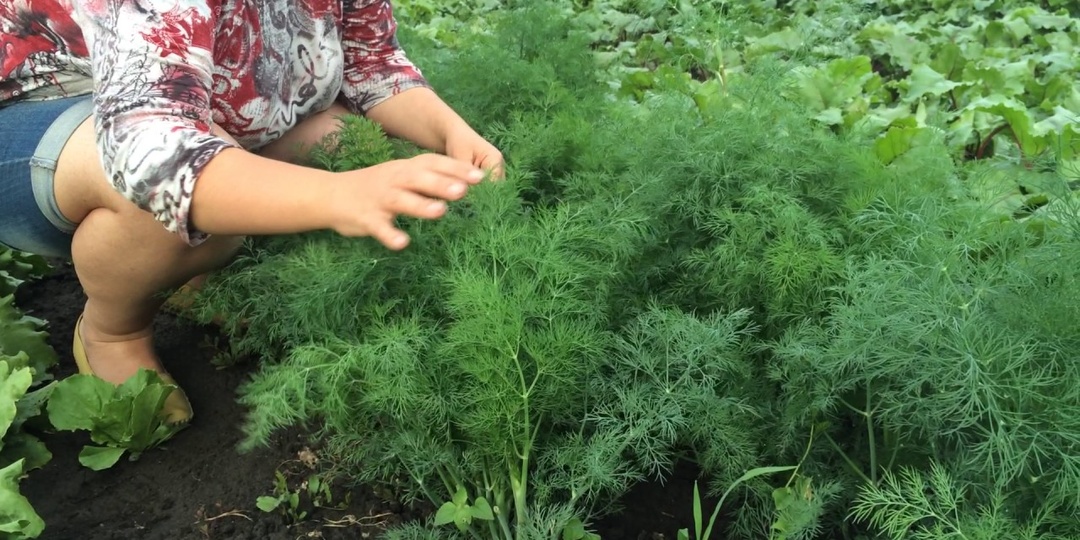 Укроп без зонтов – 2 проверенных метода и немного о важном