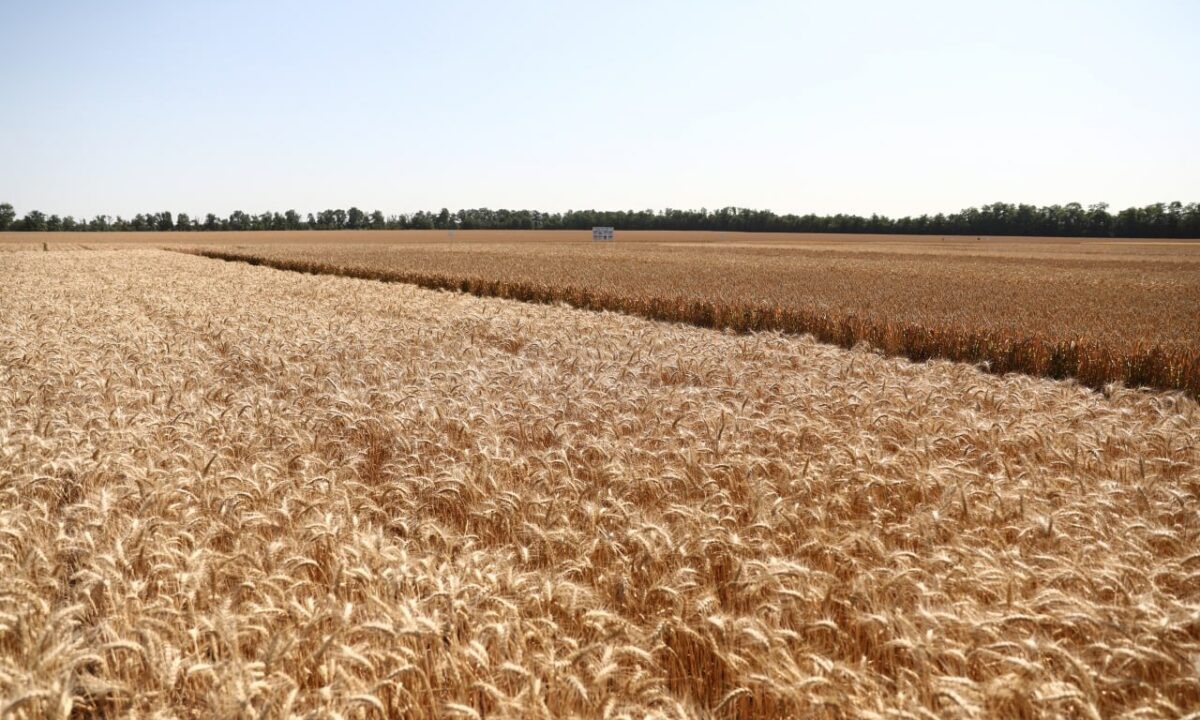    Фото t.me/admkrai