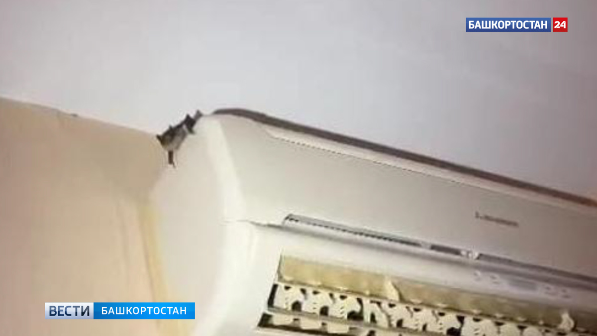    В Уфе спасатели вызволили залетевшую в квартиру летучую мышь