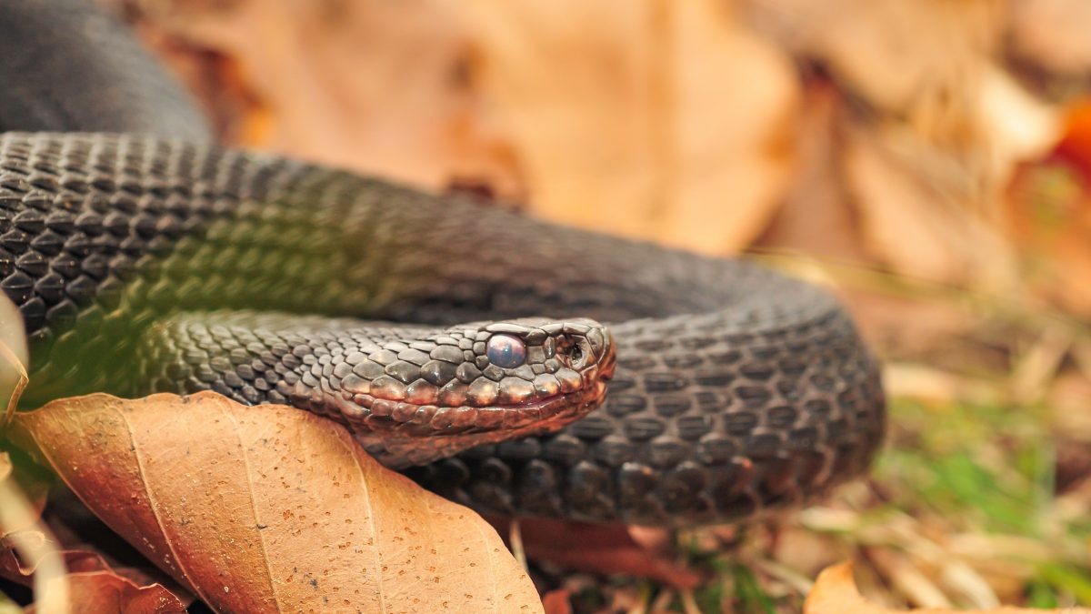    С наступлением теплого сезона от укусов змей уже пострадали несколько нижегородцев