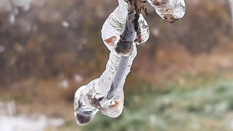     Заморозки Предоставлено altapress.ru