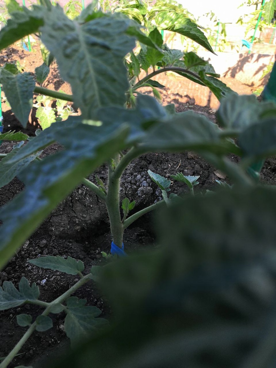 Куча пасынков