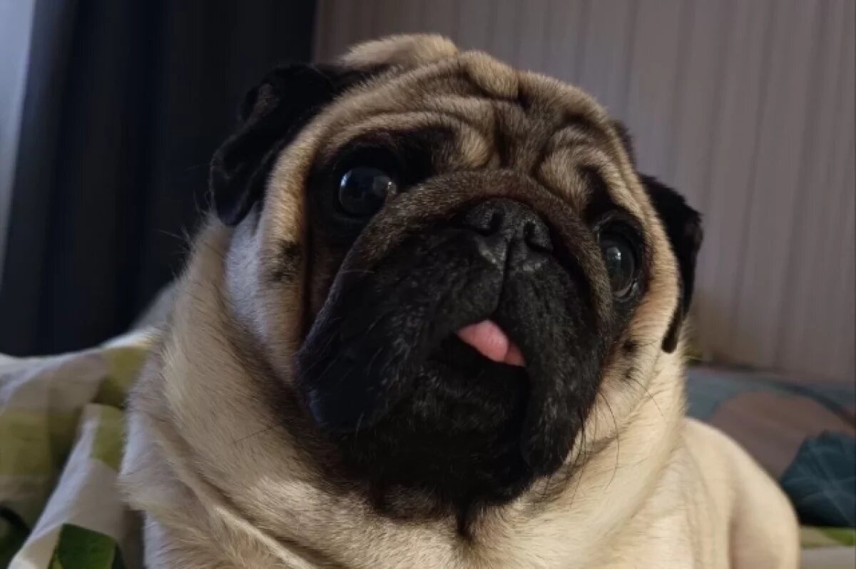    Мопсу Шелтону было 3 года и 4 месяца