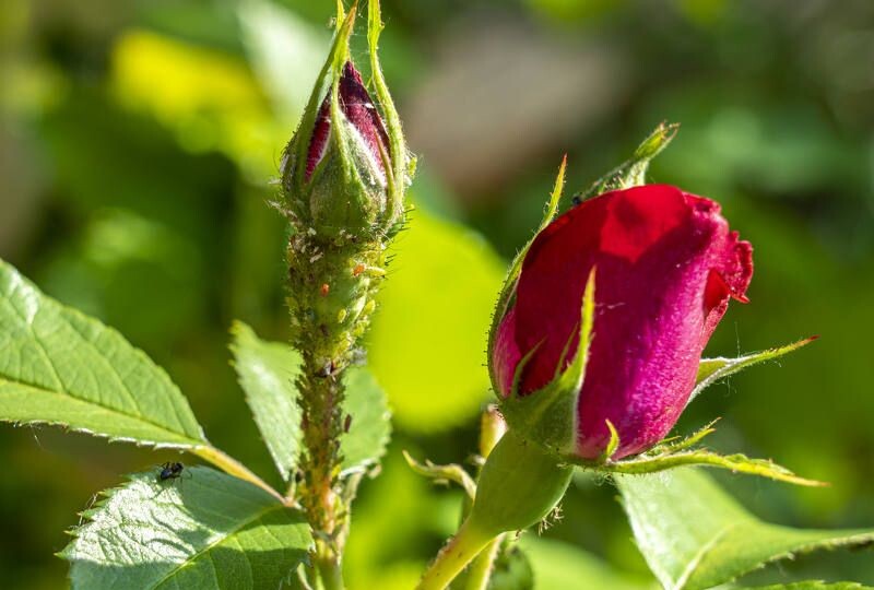 Чем убрать тлю на розах: основательный подход с выявлением ошибок