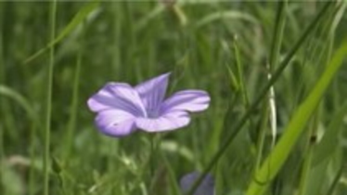     Минприроды России планирует расширить границы Центрально-Черноземного заповедника в Курской области