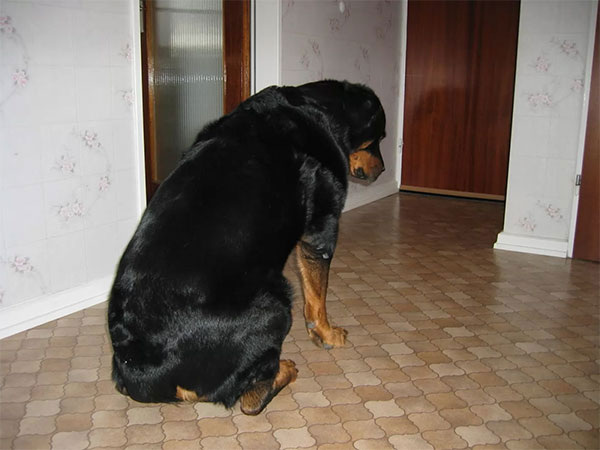 (https://namonitore.ru/uploads/catalog/dogs/pechal_1400.webp)