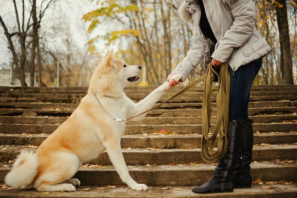 Помните, что Акита Ину подойдёт только опытным владельцам