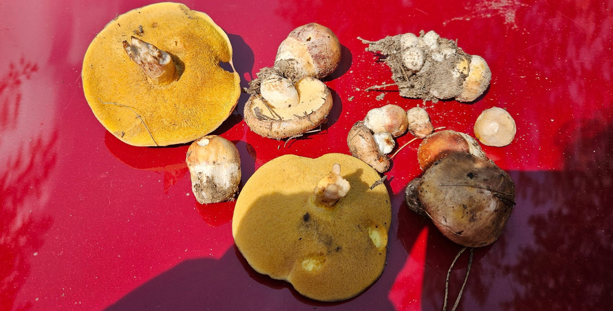 Лужский район! Май 2025