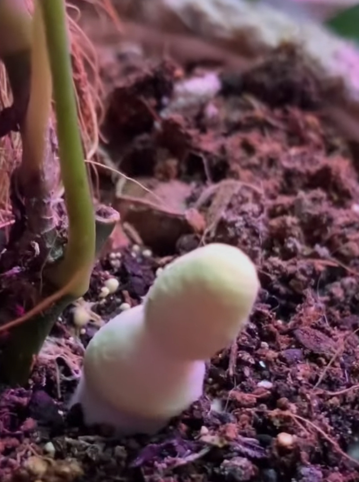 В прошлом году у меня в одном из горшков вырос гриб.