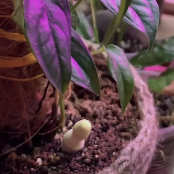 Грибы росли, а монстера... нет. Плсде такого урожая я больше не использую кокос.