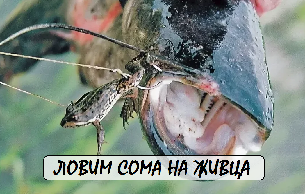 Ключевые слова: лучший живец на сома, какая рыба лучше для ловли сома