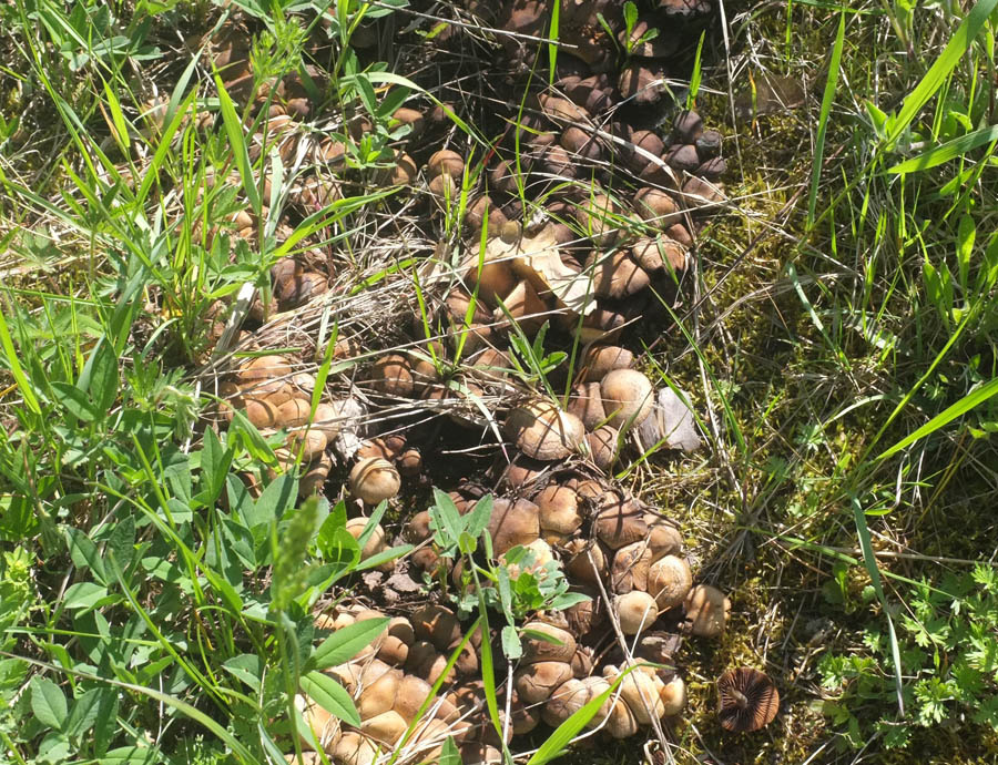 Комментарий "Книги Грибов"( КГ) - гриб я не определила, хотя все вроде просто)) Сначала решила что навозники. Потом засомневалась - может луговые опята? Увеличила фото, сделала скрин ( листайте) но и это не помогло. Грибы для определения нужно фотографировать поближе все-таки...