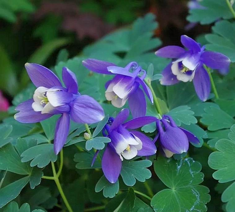 Латинское название Aquilegia происходит из-за пяти чашелистиков цветка, которые напоминают когти орла.