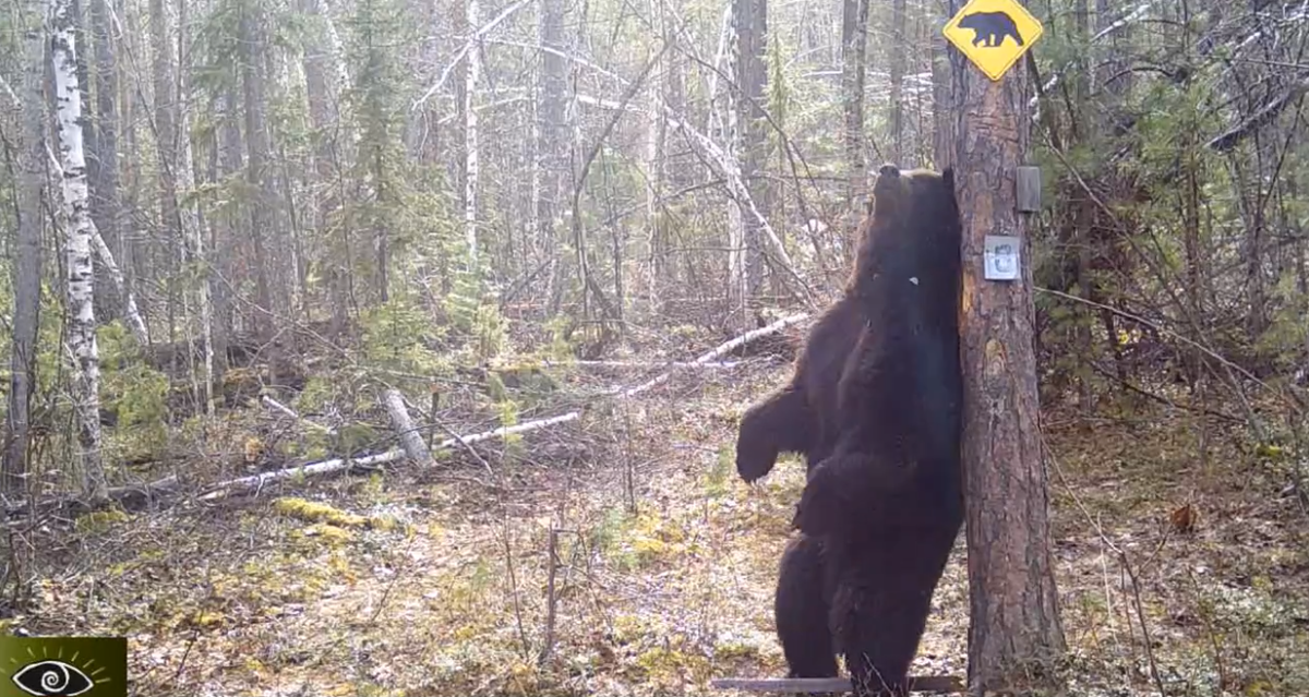     Медведь устроил танцы у дерева в заповеднике на севере Красноярского края