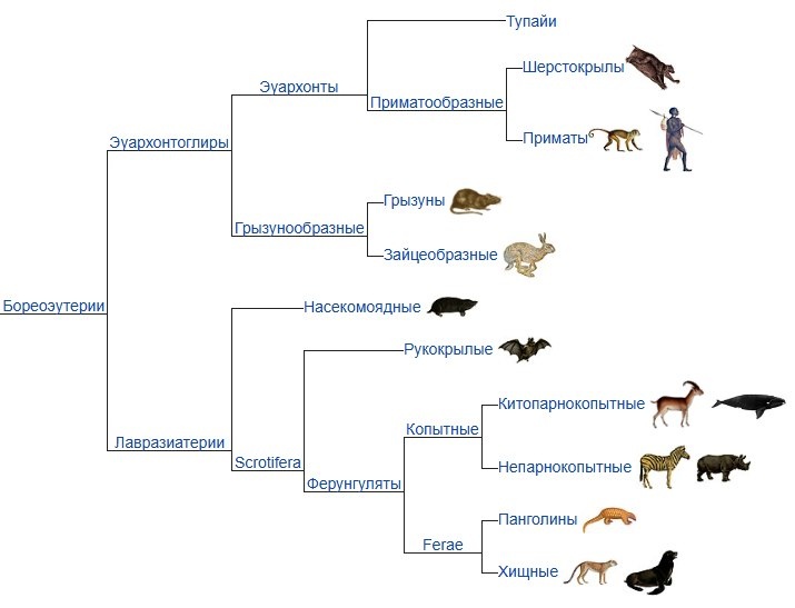 Так уж получилось, что к мышам мы несколько ближе, чем к кошкам и собакам, но сути дела это сильно не меняет.
