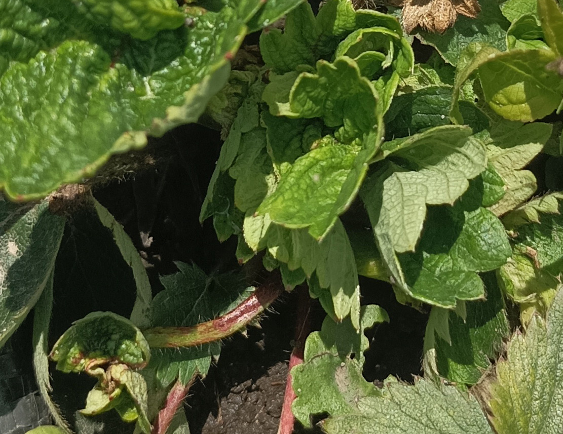 Признаки заражения земляничным клещом на кусте клубники: скрученные морщинистые листья в точке роста, угнетённый рост растения, характерные симптомы вредителя без паутины