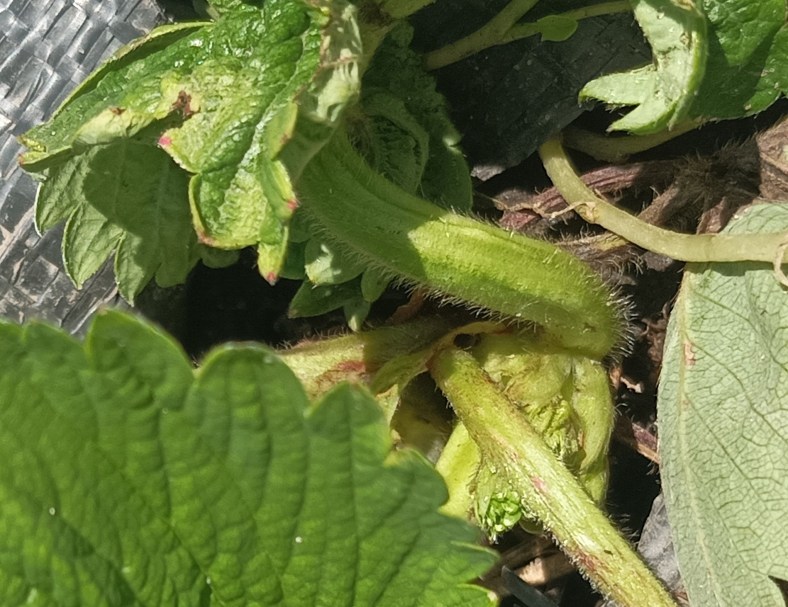 Симптомы поражения земляничным клещом: деформированные молодые листья и розетки в центре куста клубники, характерные признаки вредителя на ранней стадии