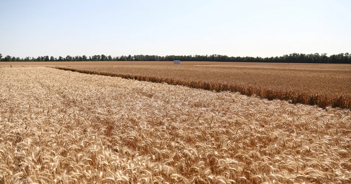 Фото: пресс-служба администрации Краснодарского края