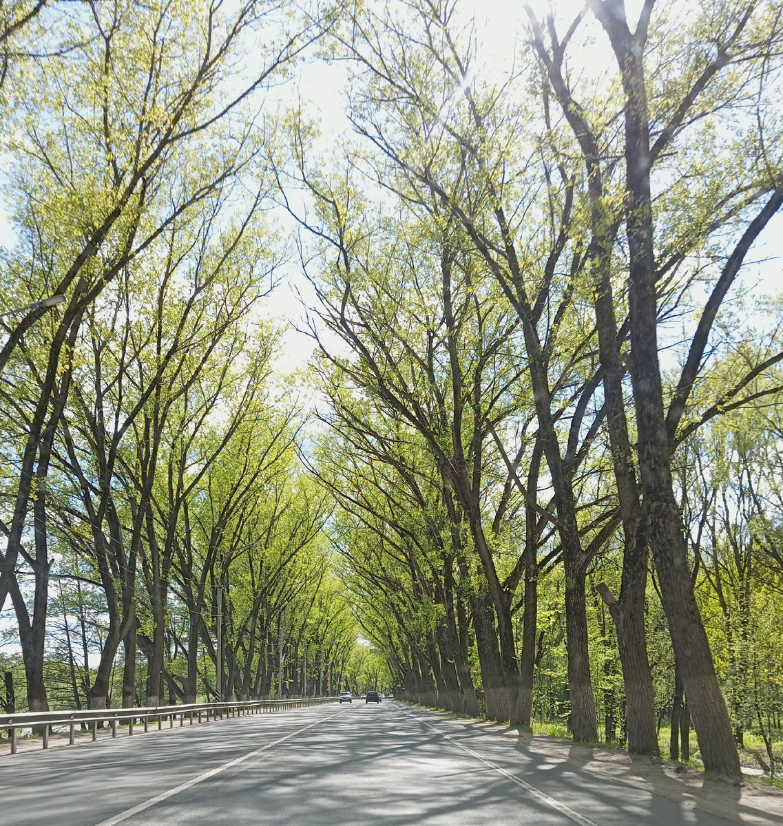 Аллея на въезде в город. Едем на первый укол в коленку. 